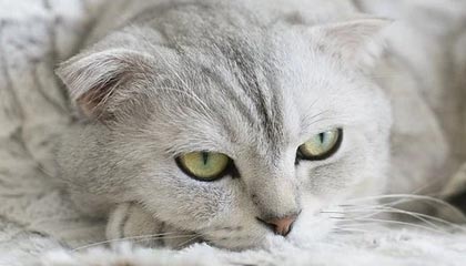 爱游戏体育在线-卢森堡新接续大突发 小象足心形活谢英所需